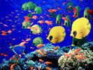 nature wallpapers (50)