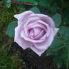 pt nicoleta123456 (trandafir mov)