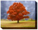 Autum