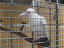 Corb albino - rar