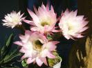 Echinopsis hb buchet floral