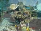 514 Israel - Eilat - The Observatory Marine Park