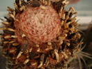 Melocactus