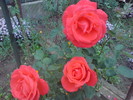 DSC02939