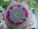 Mamillaria hahniana flori