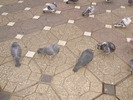 P9040126