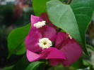 BOUGAINVILLEA