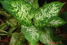 diffenbachia