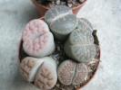 Lithops 2