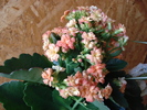 DSC09733