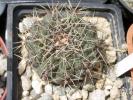 Gymnocalycium
