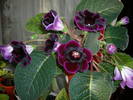 Gloxinia mov inchis
