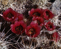 Cactus Flowers