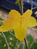 Liquidambar styraciflua (2009, Oct.04)