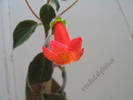 Kohleria Cybele 1
