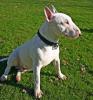 Bull%20Terrier