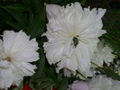 DSCI0717