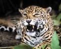 leopard furios
