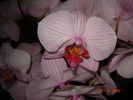 Copie a DSC02609