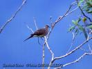 spotted_dove