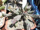 Adromischus festivus (cam deshidratat!) 29.04