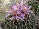 echinofossulocactus_phyllacanthus