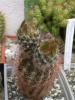 Echinocereus reinchenbachii v. baylei