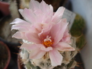 Turbinicarpus lophophoroides