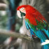 Macaw