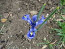 Iris reticulata Harmony (2009, April 01)