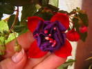 Picture 001
