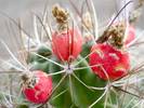 Hamatocactus setispinus