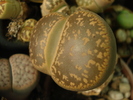 DSC01554