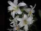 DSCI0870