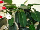 ARE DOUA FLORICELE!!!