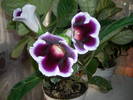 Gloxinia mov  paspolat