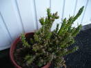 flori 19.05.2009 047