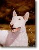 English Bull Terrier3