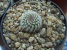 Notocactus scopa