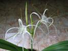 Hymenocallis-littoralis