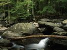 Fallen Tree, Greenbrier, Great Smoky Mountains, Tennessee