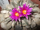 DSCF0736