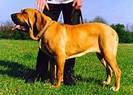 Fila Brasileiro