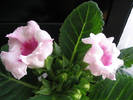 Gloxinia surpriza 3