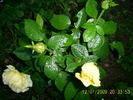 trandafirii (8)
