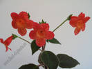 Kohleria Cybele 7