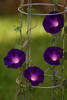 Ipomoea purpurea Knowlians black