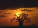In the Savana