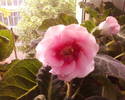 gloxinia roz batuta