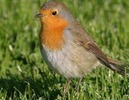 robin